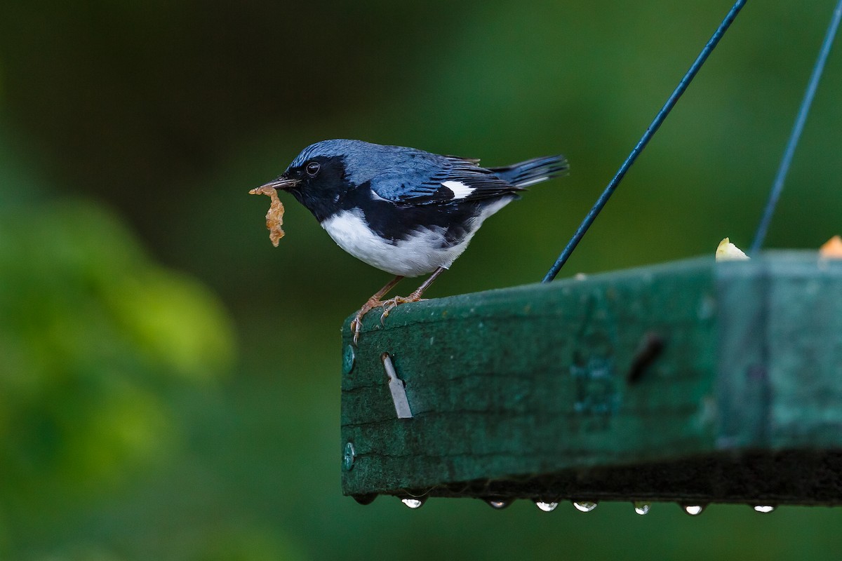 Black-throated Blue Warbler - Lorraine Minns