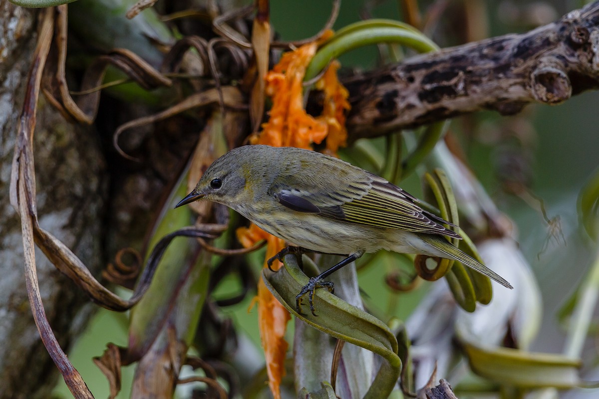 Cape May Warbler - ML122559231