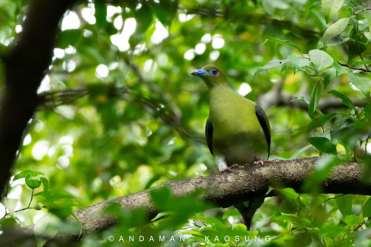 Yellow-vented Green-Pigeon - Andaman Kaosung