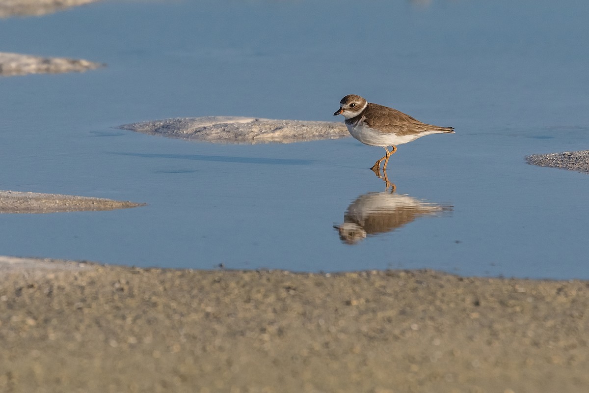 Semipalmated Plover - ML122561851
