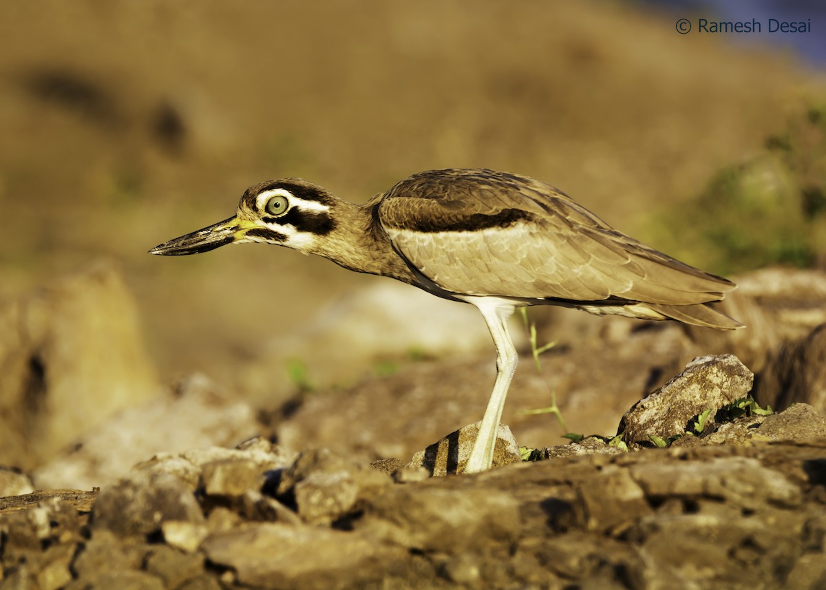 Great Thick-knee - ML122561941