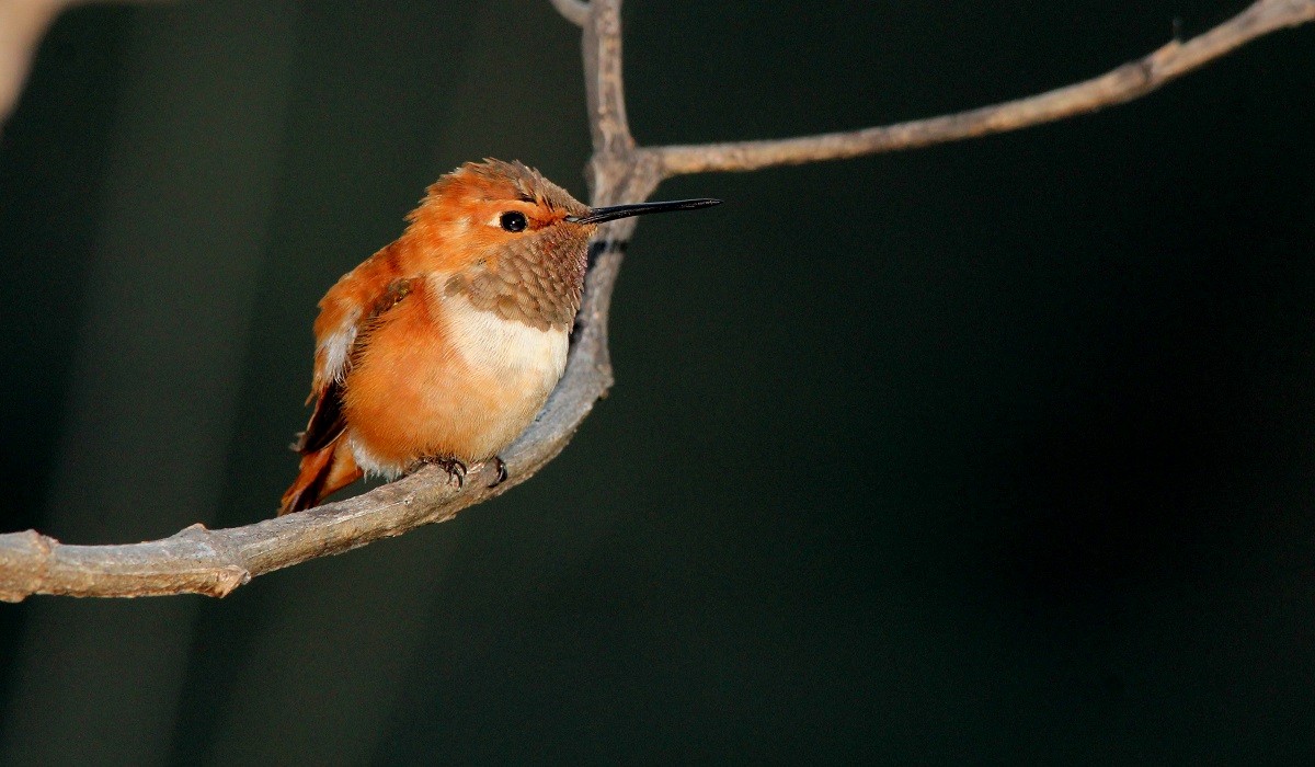 Rufous Hummingbird - Antonio Robles