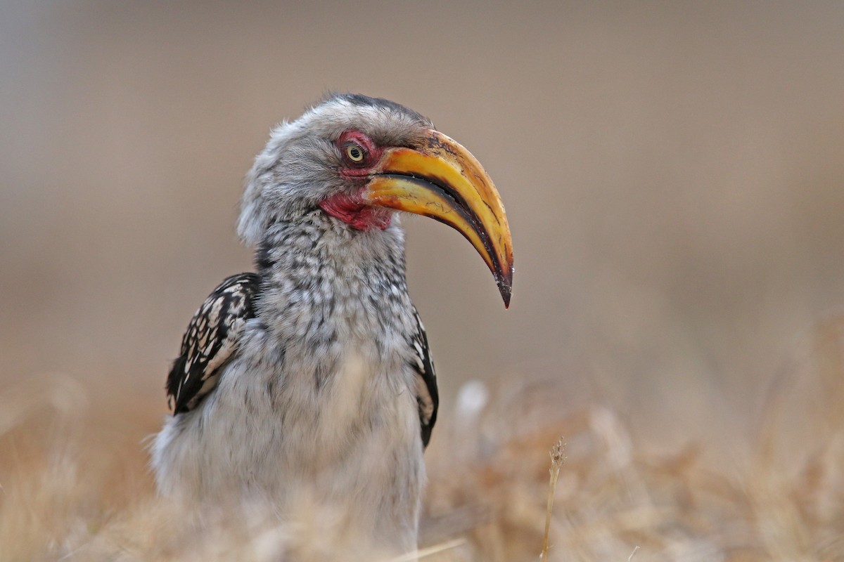 Southern Yellow-billed Hornbill - Volker Hesse