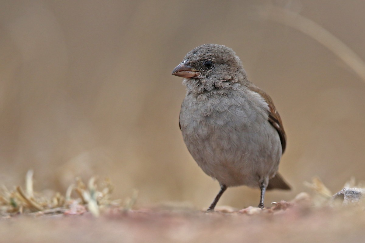 Southern Gray-headed Sparrow - Volker Hesse