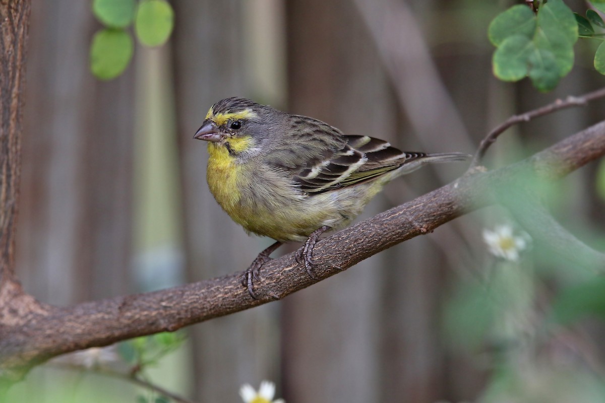 Yellow-fronted Canary - ML122566321