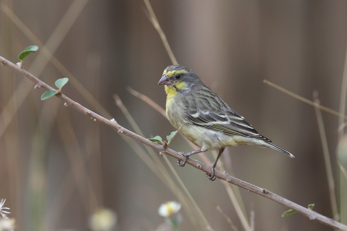 Yellow-fronted Canary - ML122566341