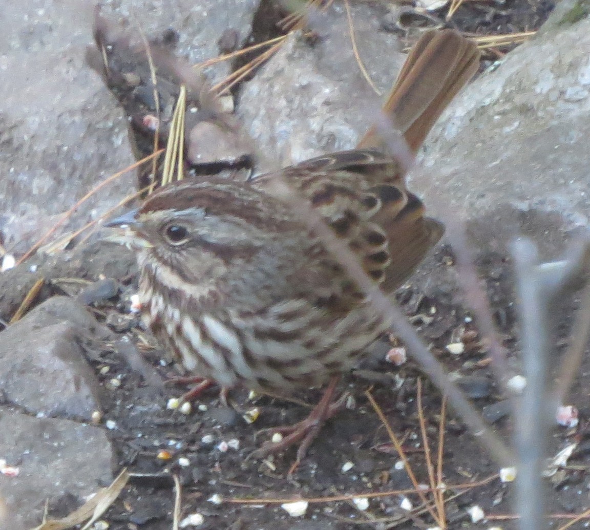 Song Sparrow - Amy Lawes