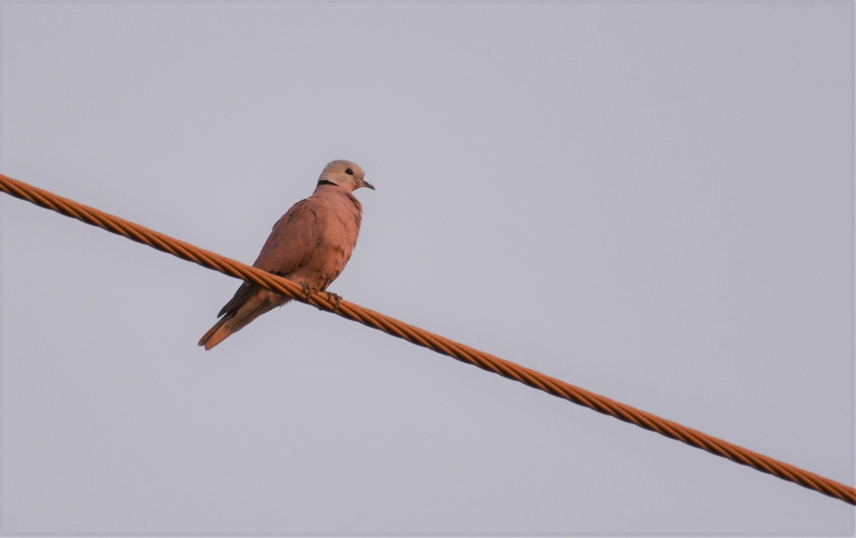 Red Collared-Dove - ML122567401