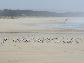 - Great Crested Tern