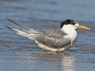  - Great Crested Tern