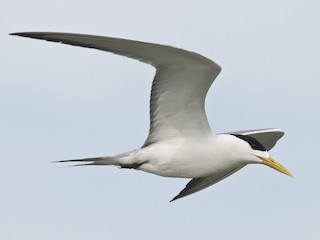  - Great Crested Tern