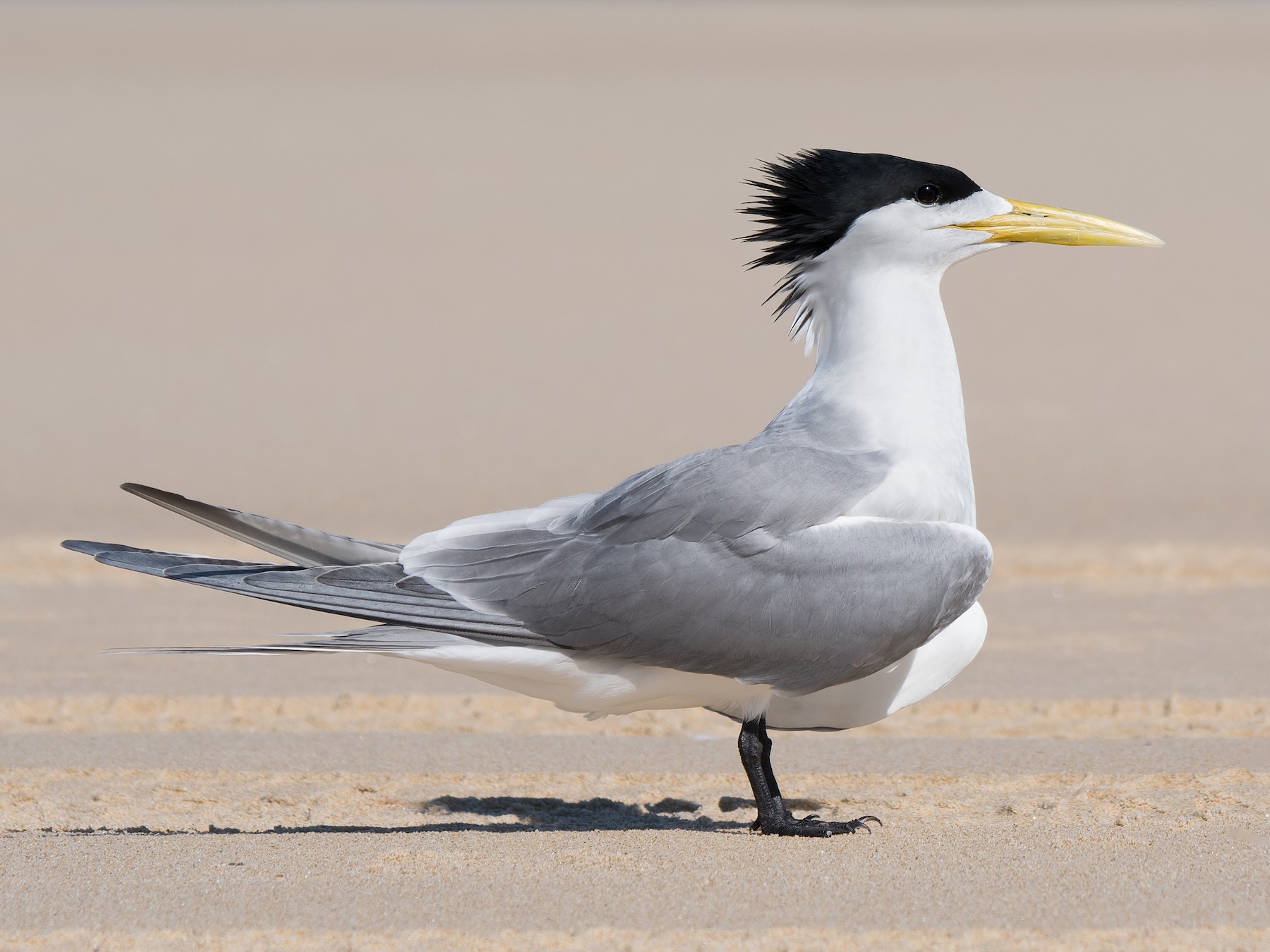 Great Crested Tern - Hayley Alexander