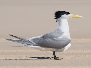  - Great Crested Tern
