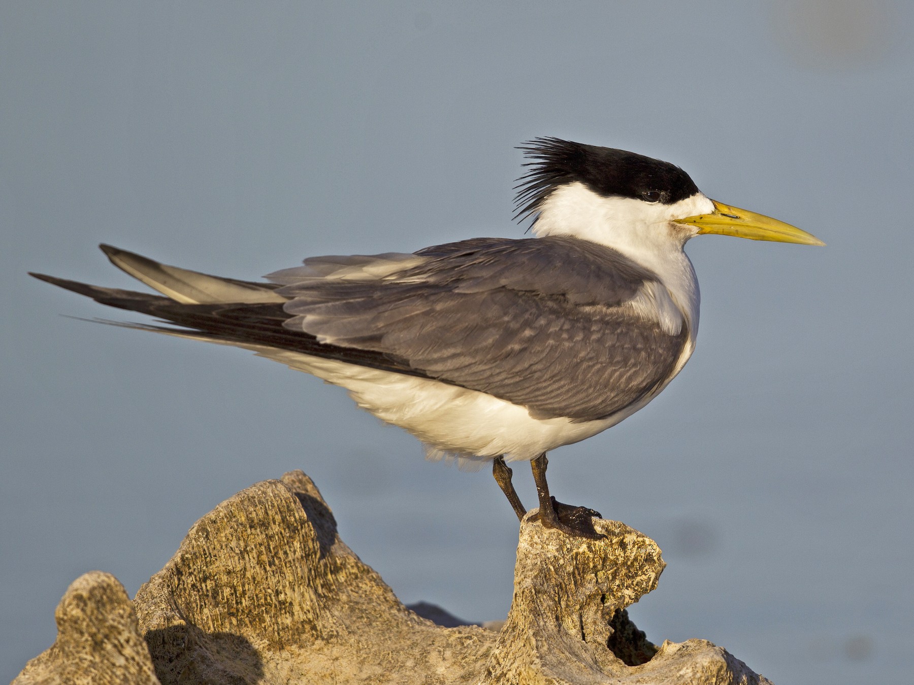 Great Crested Tern - Mat Gilfedder