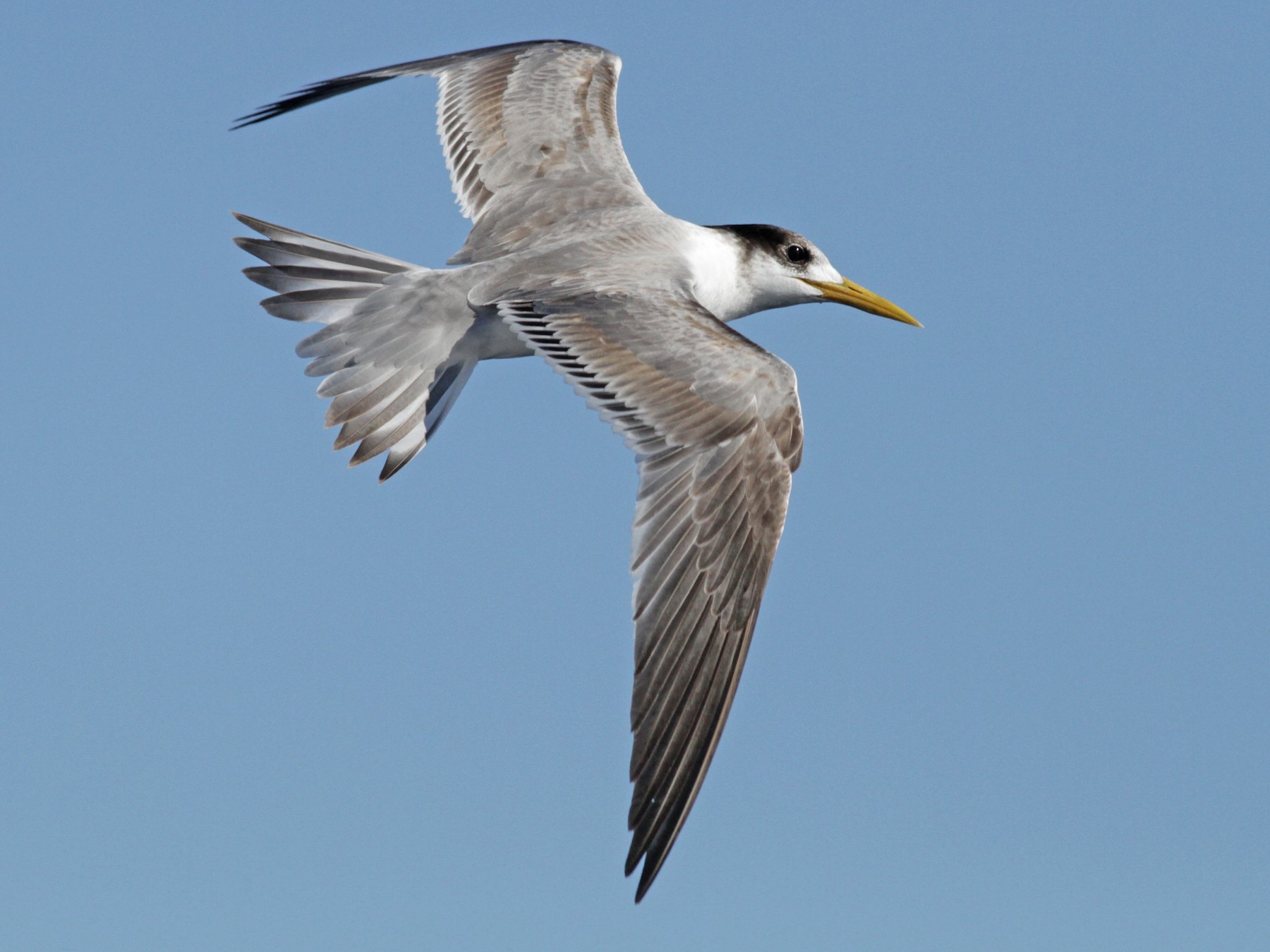 Great Crested Tern - Alex Wiebe