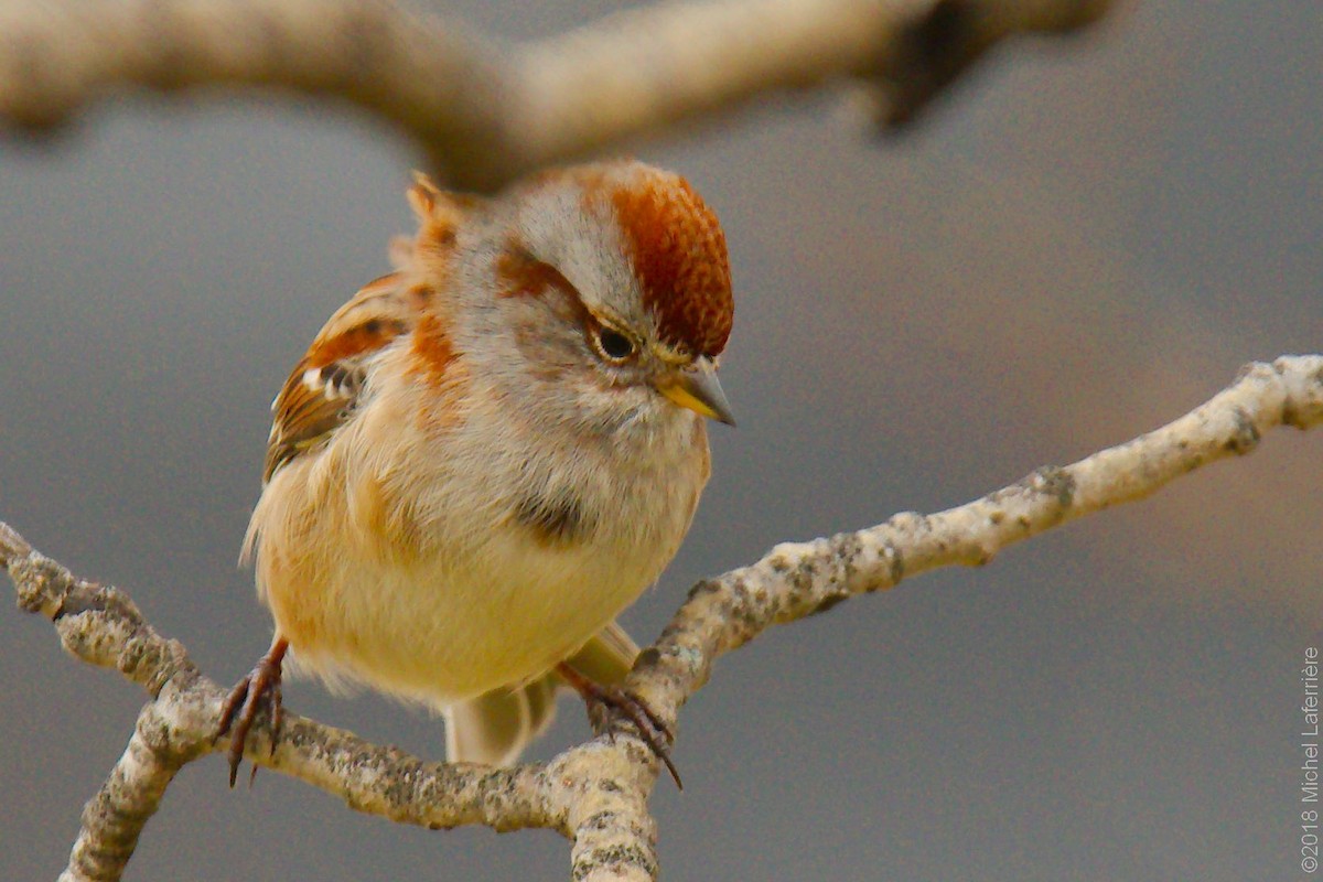 American Tree Sparrow - ML122569411