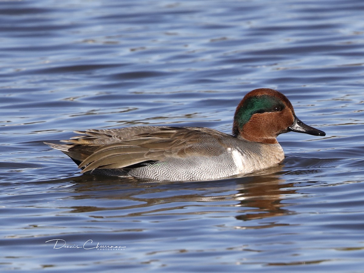 Green-winged Teal - ML122571731