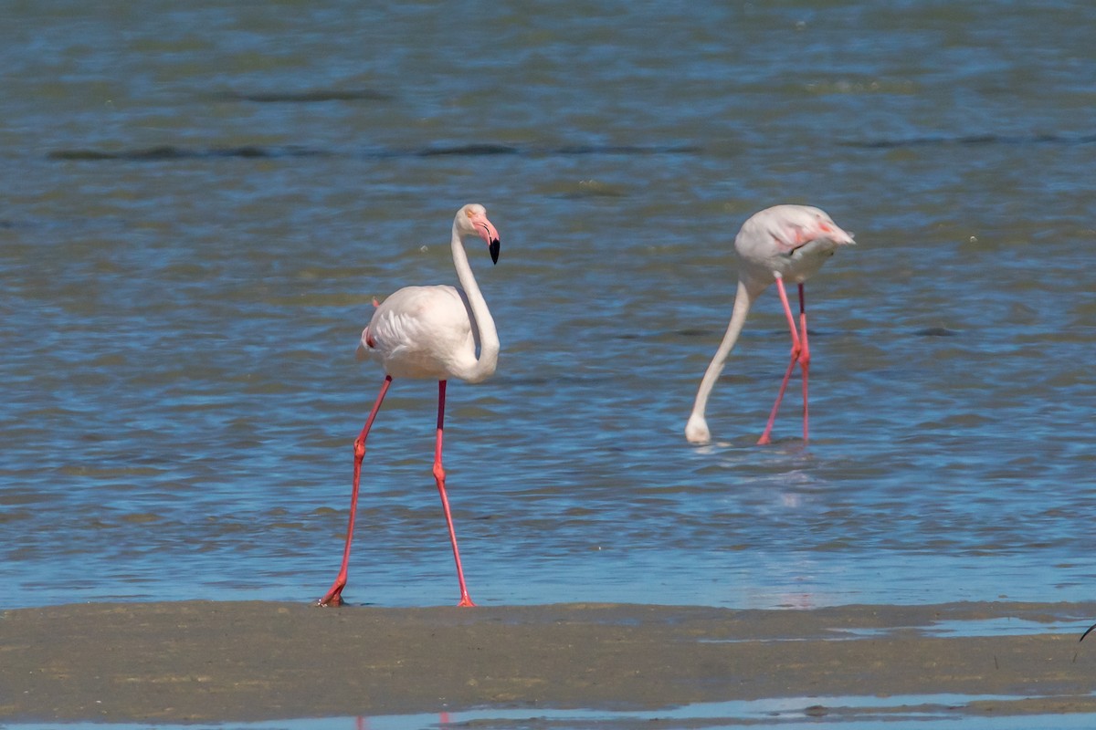 Greater Flamingo - ML122572291