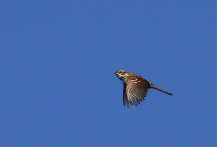White-throated Sparrow - ML122572681
