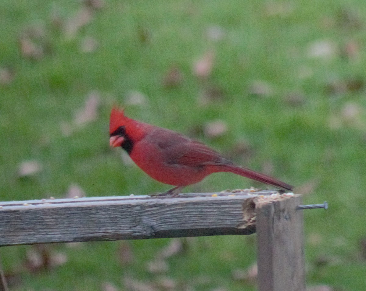 Cardinal rouge - ML122575941