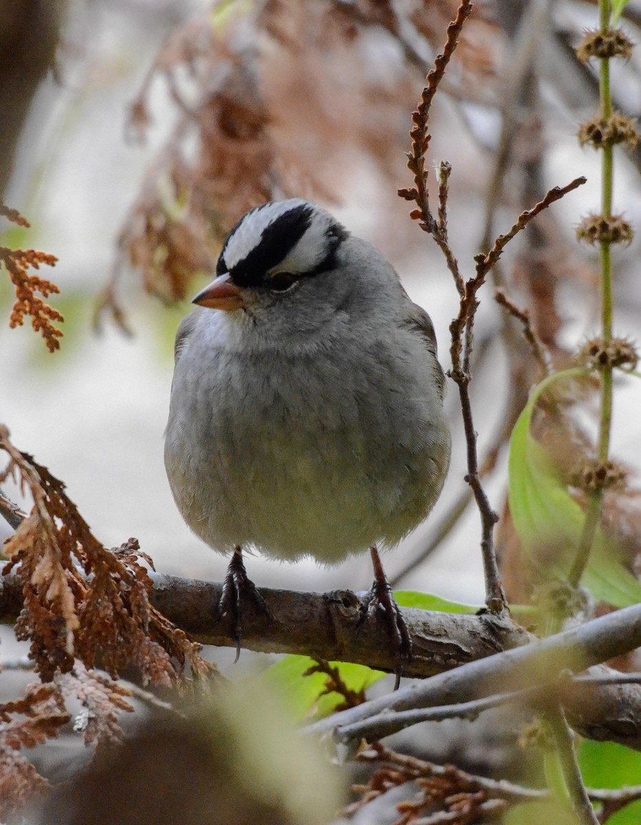 White-crowned Sparrow - Simon Carter