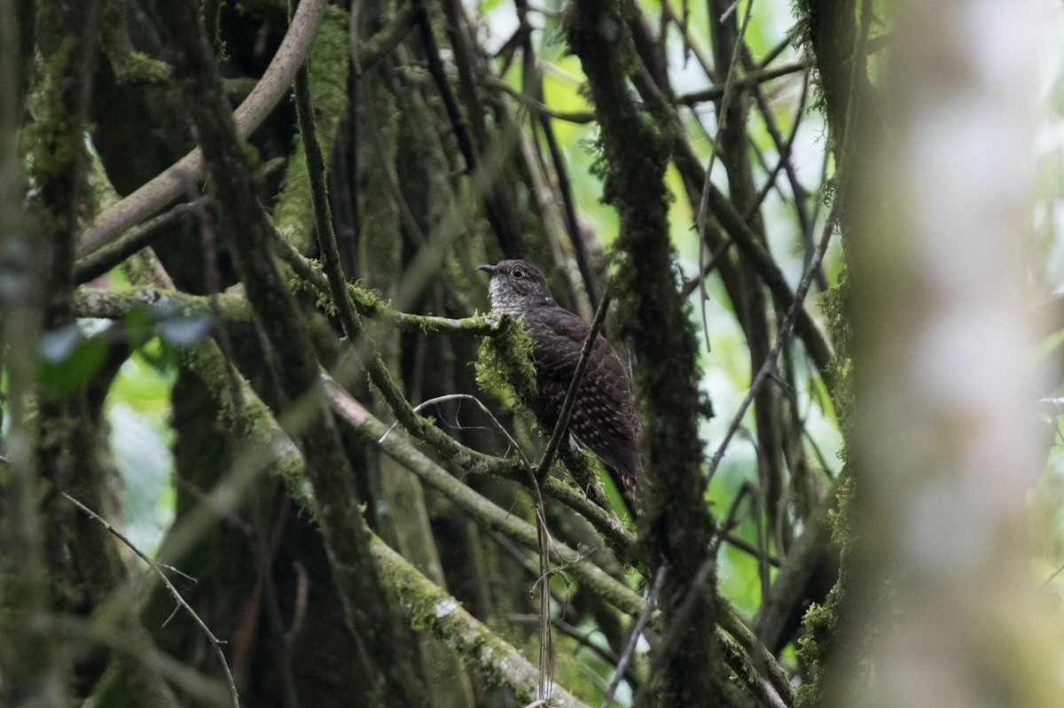 Barred Long-tailed Cuckoo - ML122578661