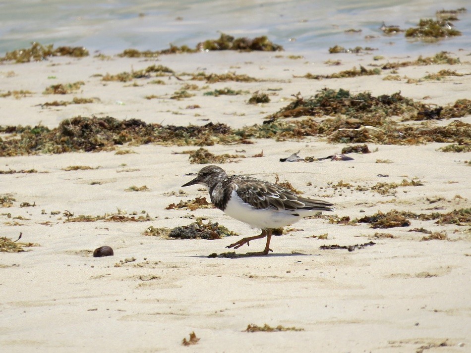 Ruddy Turnstone - André Weiss