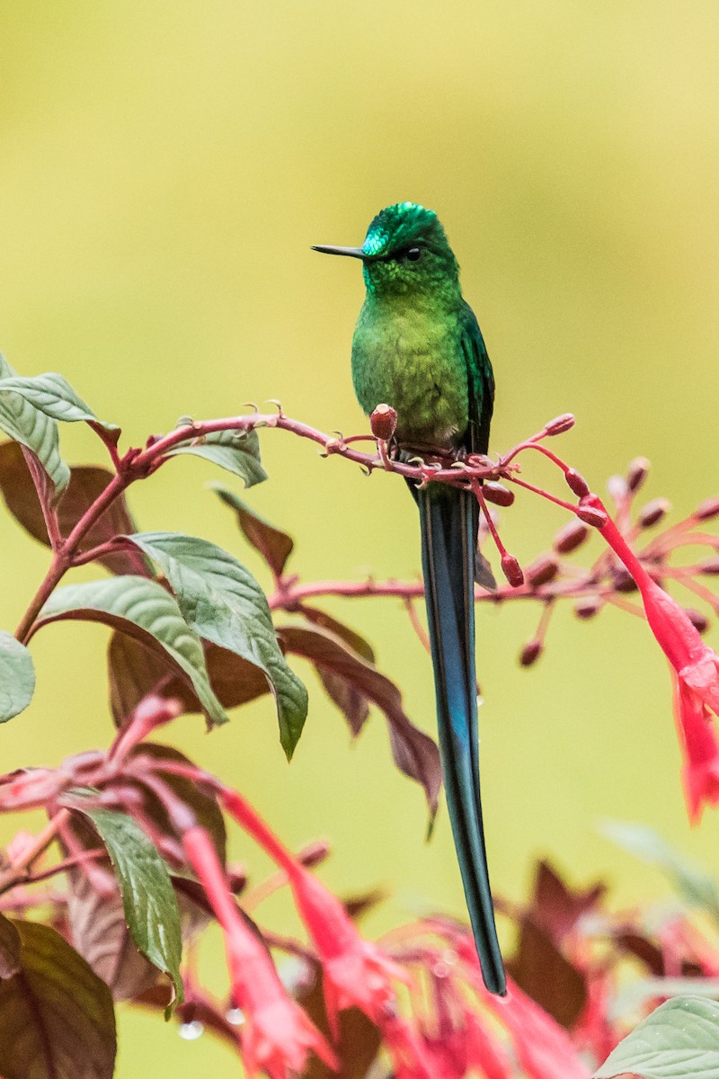 Long-tailed Sylph - ML122583721