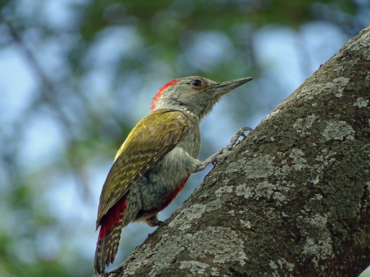 Mountain Gray Woodpecker - Theresa Andrews
