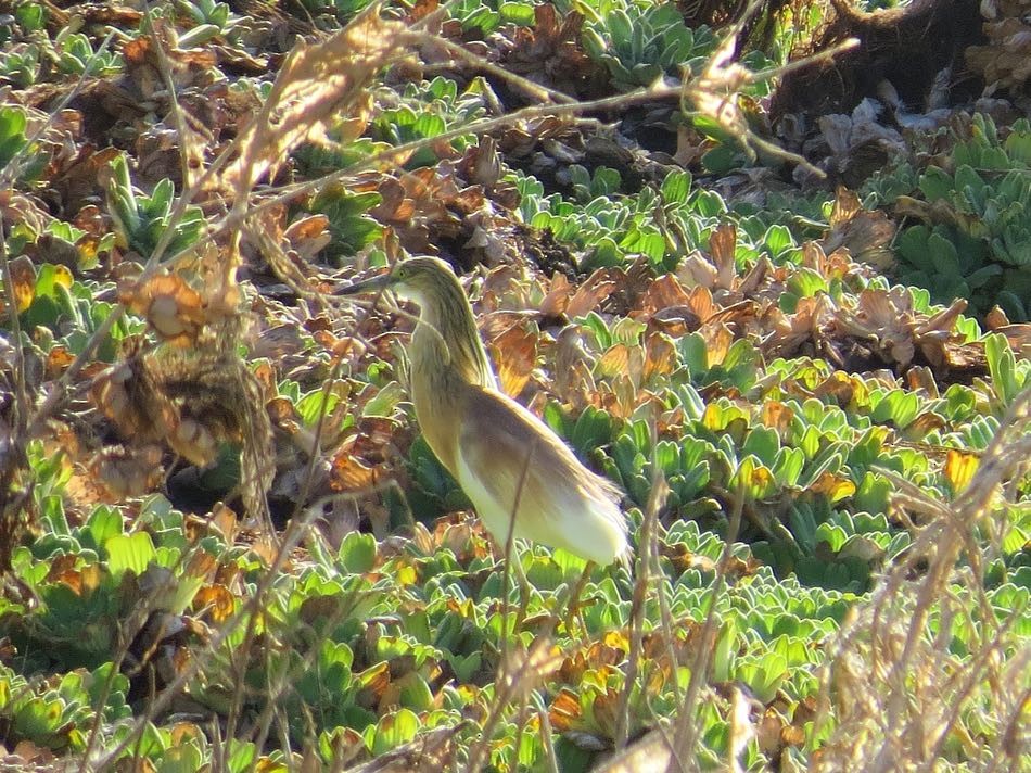 Squacco Heron - André Weiss