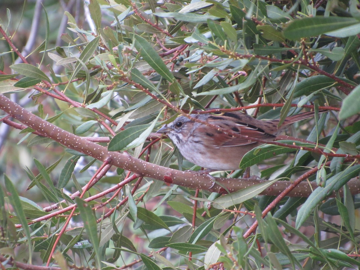Swamp Sparrow - ML122589171