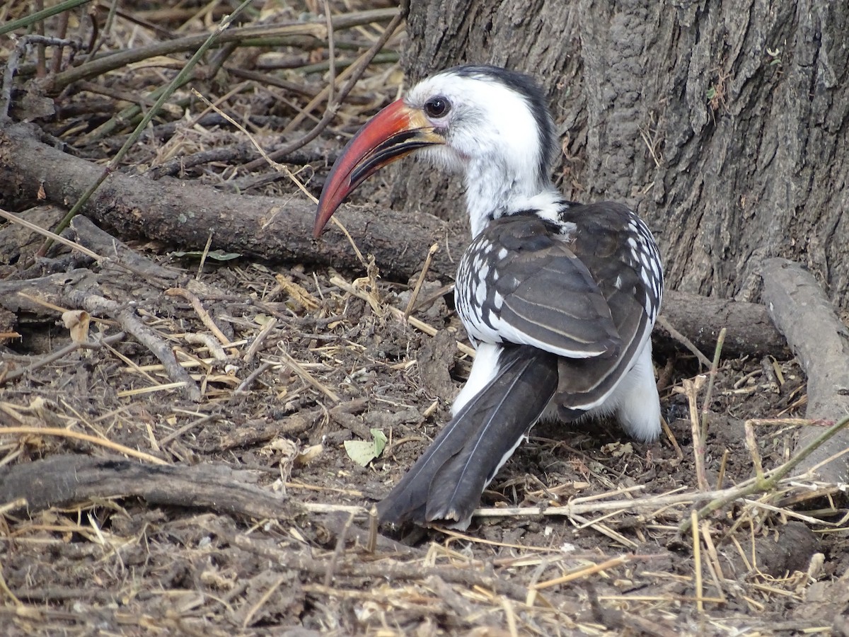 Northern Red-billed Hornbill - Theresa Andrews