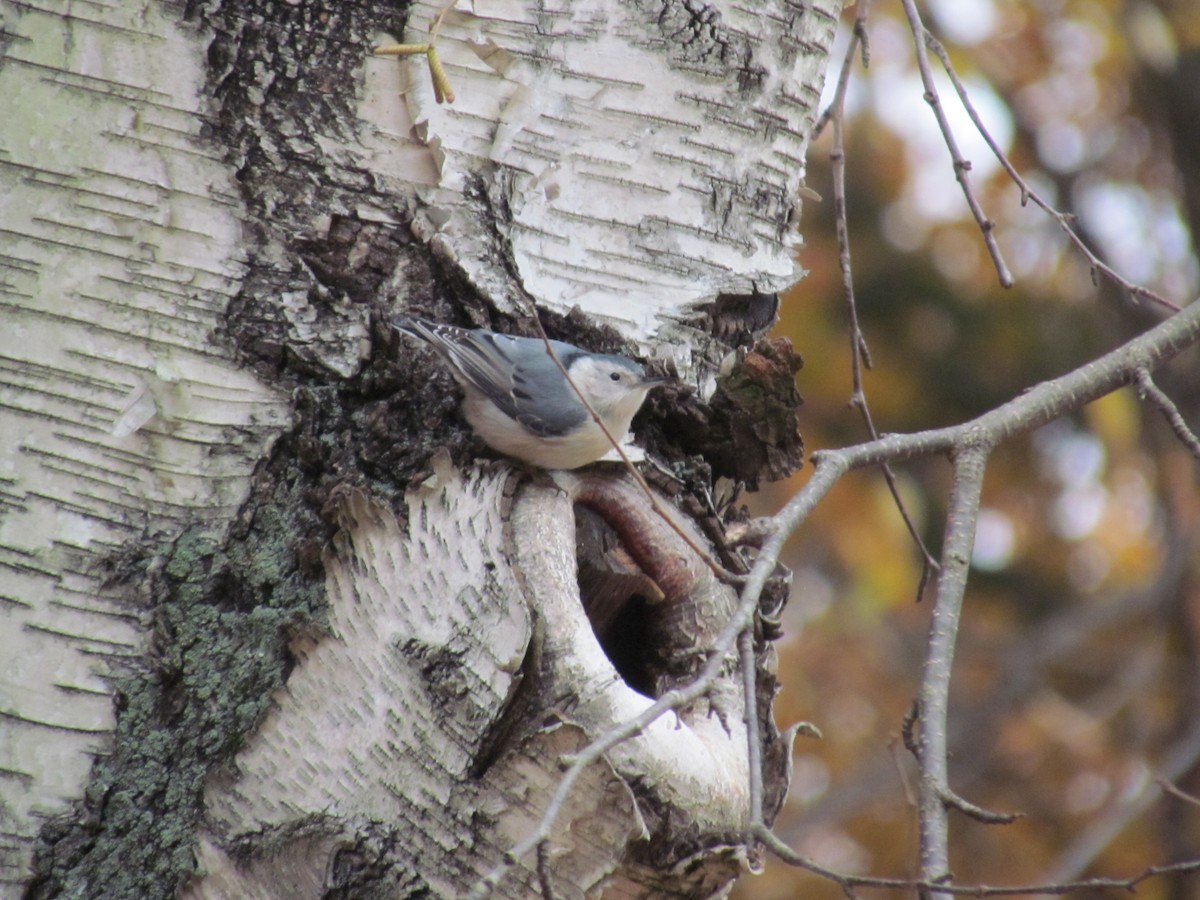 White-breasted Nuthatch - Susan Carpenter