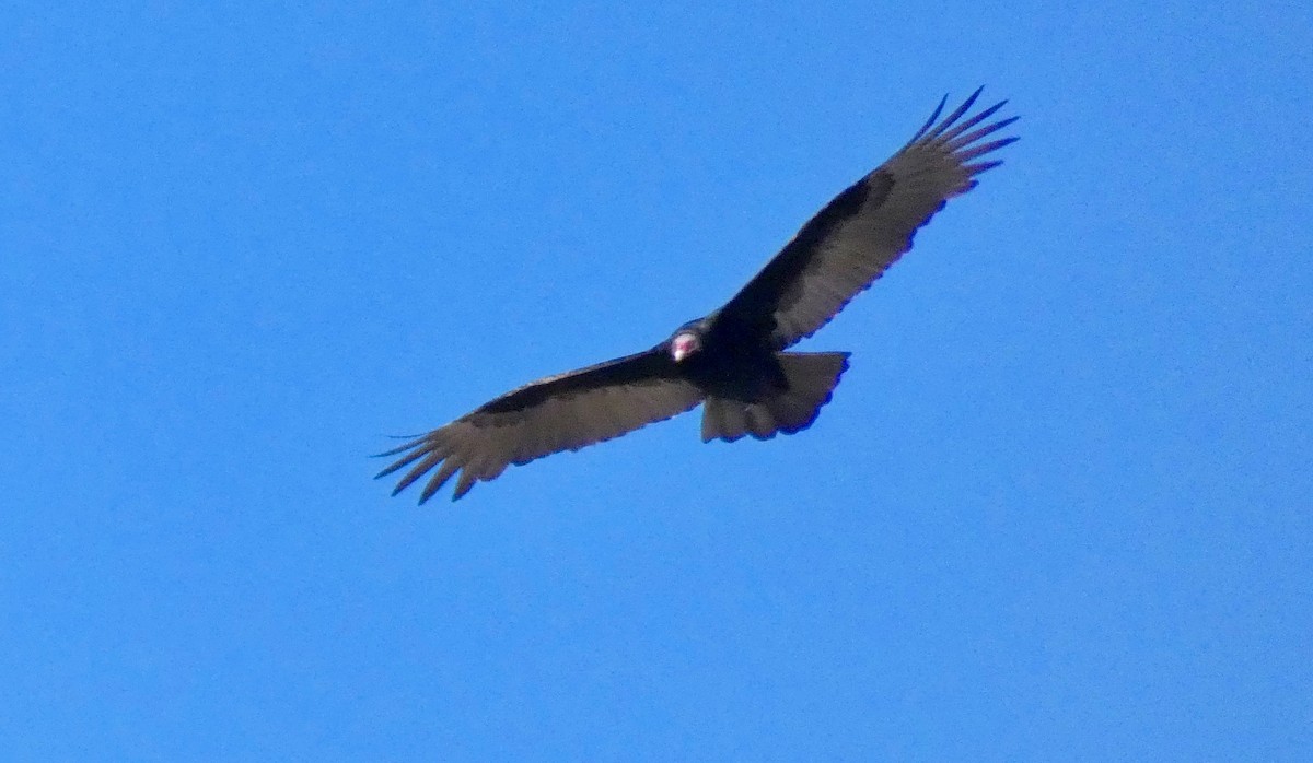 Turkey Vulture - ML122592141