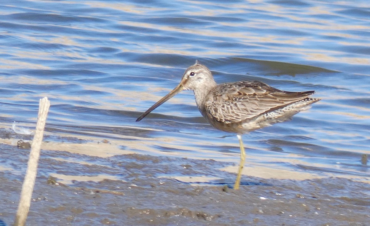 Long-billed Dowitcher - ML122592571