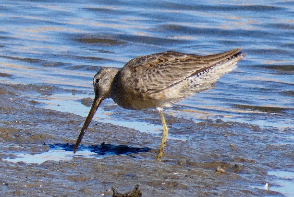 Long-billed Dowitcher - ML122592601