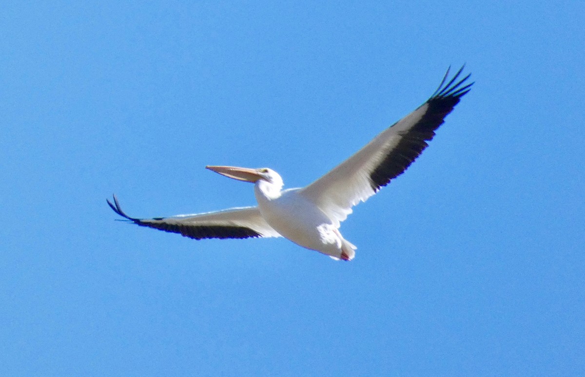 American White Pelican - ML122592901
