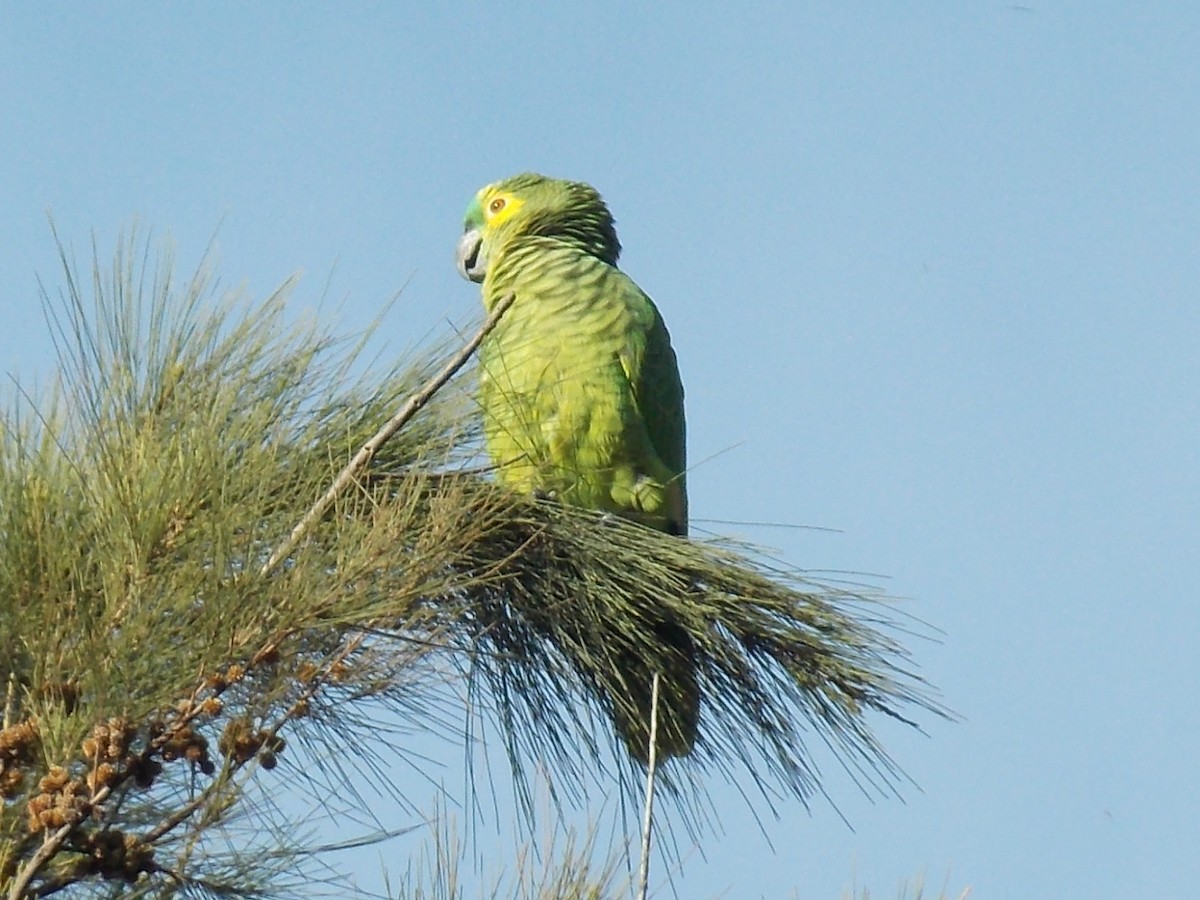 Turquoise-fronted Parrot - ML122603711