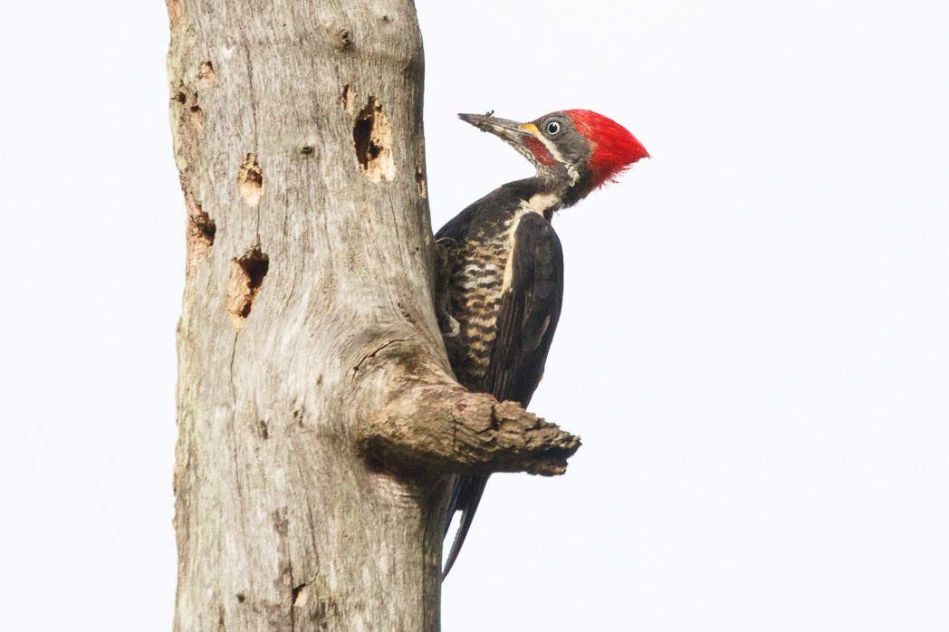 Lineated Woodpecker - Silvia Faustino Linhares