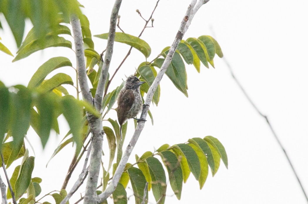 White-wedged Piculet - ML122603831