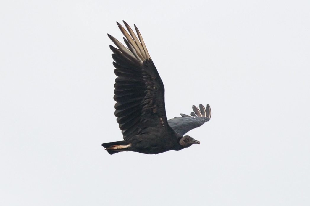 Black Vulture - ML122604171