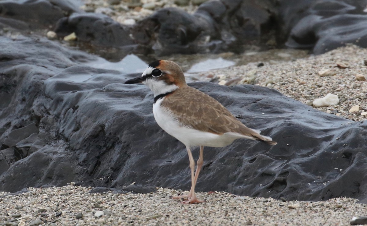 Collared Plover - ML122605011