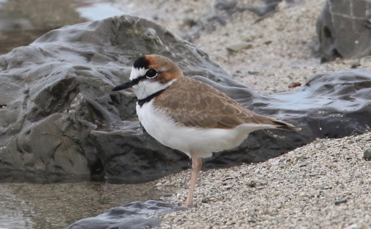 Collared Plover - ML122605031