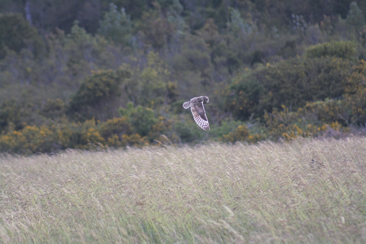 Short-eared Owl - Miguel Notofhagus