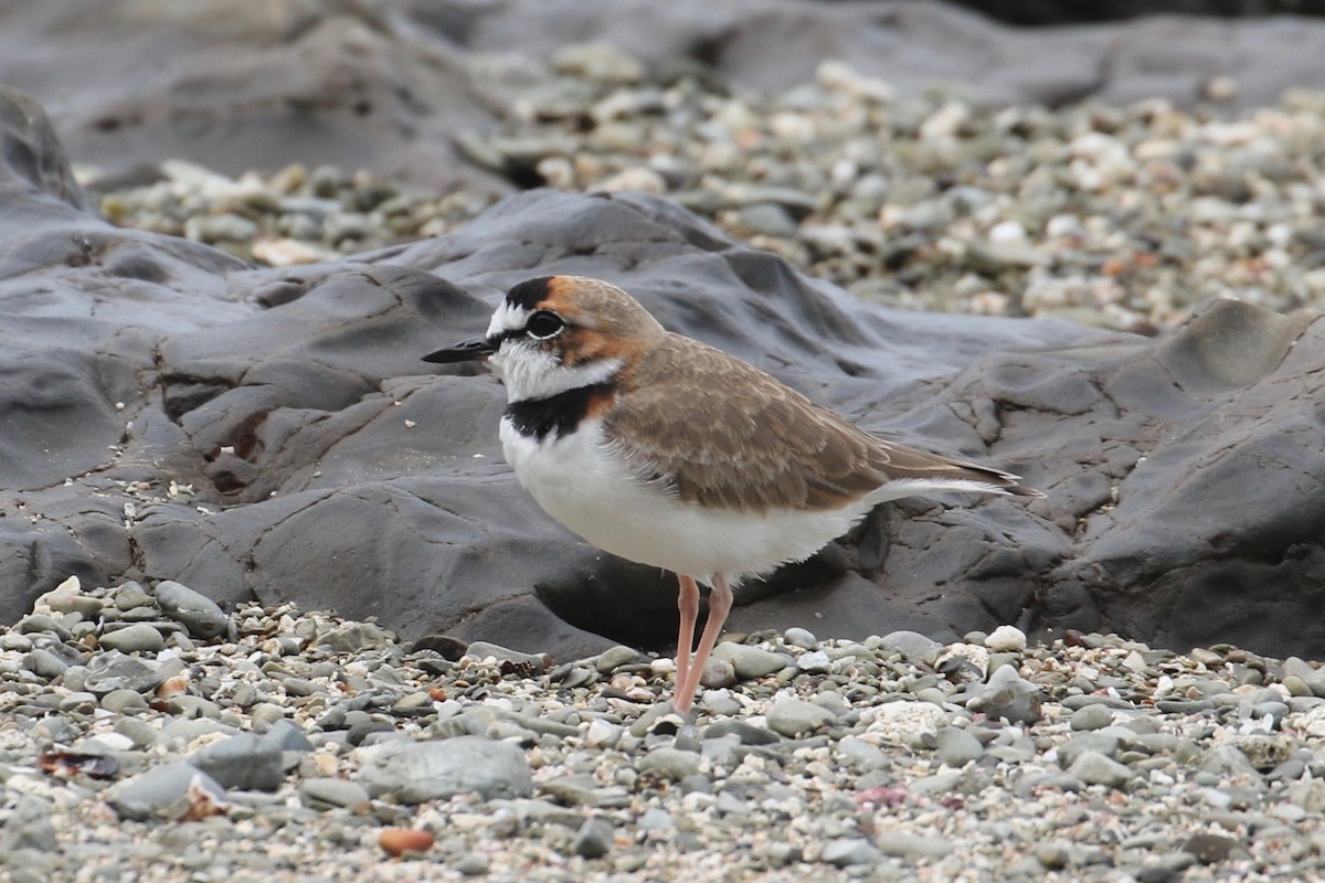 Collared Plover - ML122617901