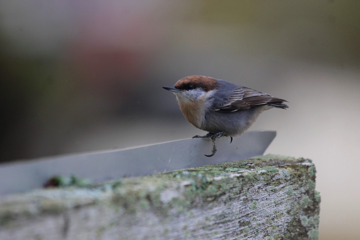 Brown-headed Nuthatch - ML122624811