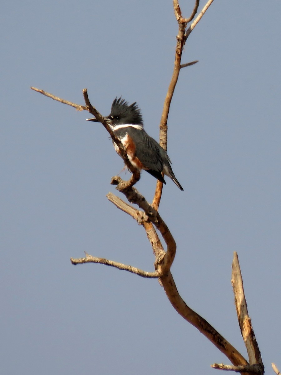 Belted Kingfisher - Kathryn McGiffen