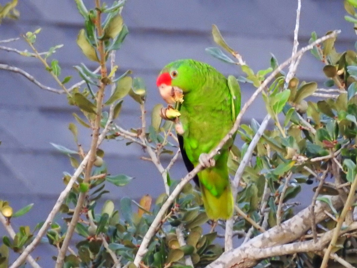 Red-crowned Parrot - Usha Tatini