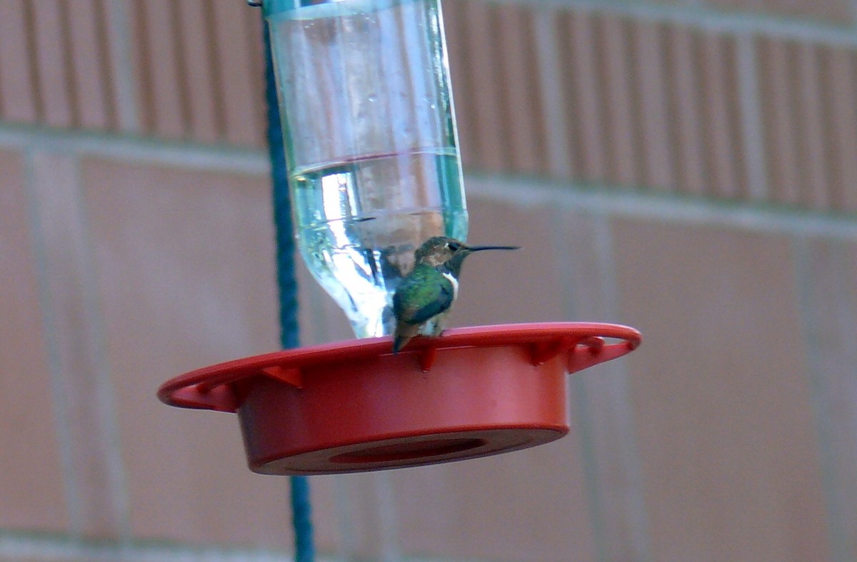 Allen's Hummingbird - ML122638531