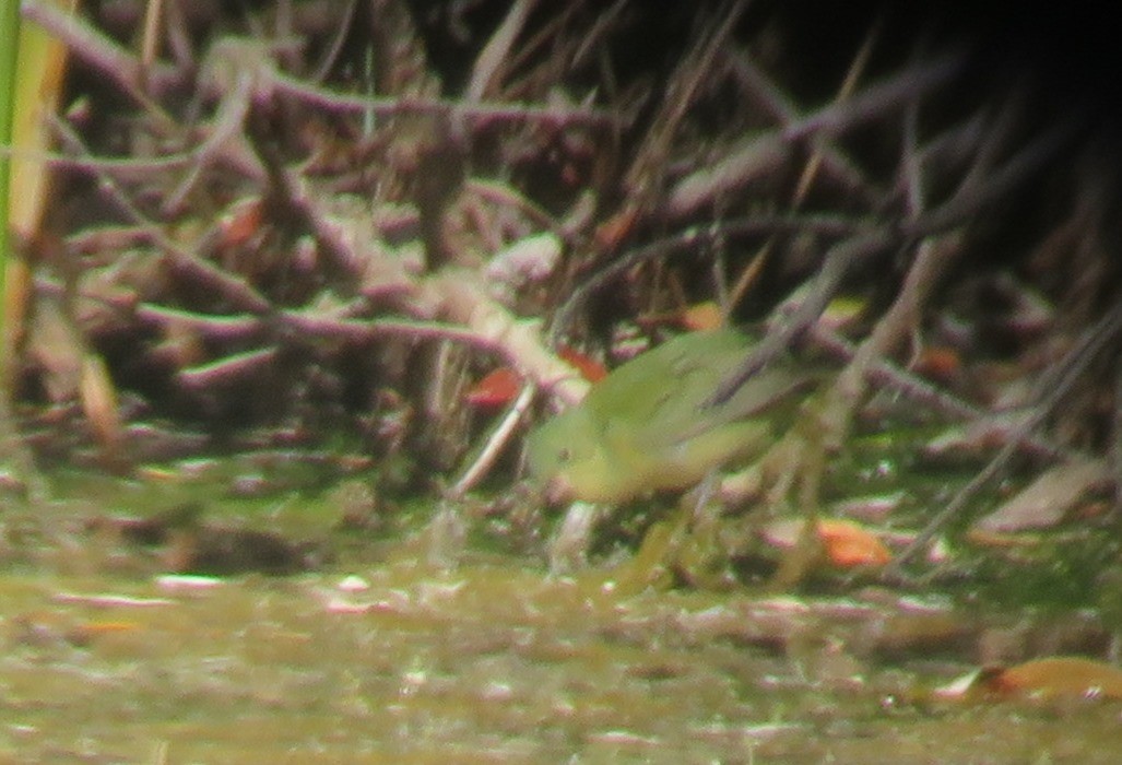 Painted Bunting - ML122639811